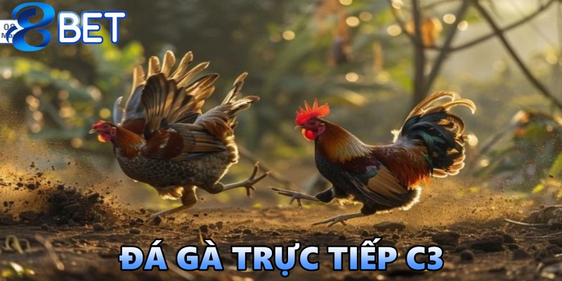 đà gà trực tiếp c3